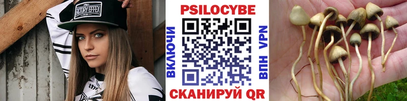 Галлюциногенные грибы Psilocybine cubensis  блэк спрут   Норильск 